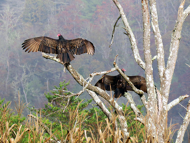 Turkey Vulture Photo by Simon Thompson